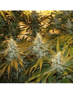SAGARMATHA - Chunky Cheeze - 1