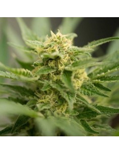 Amnesia Haze Auto - 1