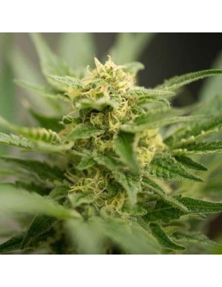 Amnesia Haze Auto - 1