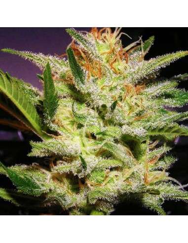 Amnesia Haze Auto - 2