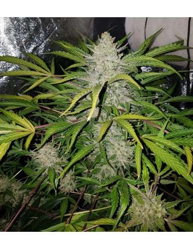 Amnesia Haze Auto - 3