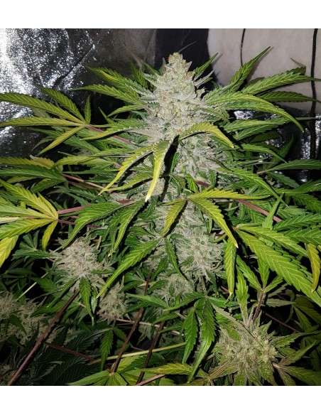 Amnesia Haze Auto - 3