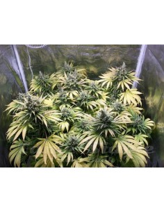 Northern Light Auto - 1
