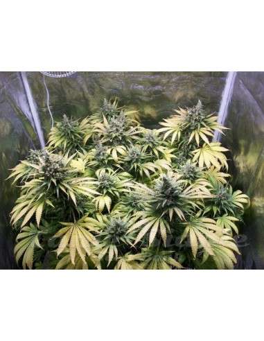 Northern Light Auto - 1