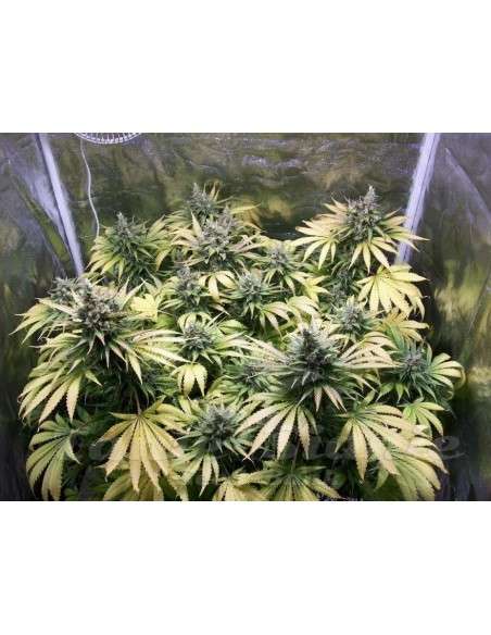 Northern Light Auto - 1