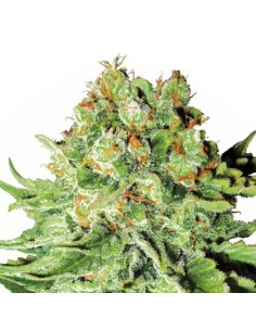 Northern Light Auto - 1 2
