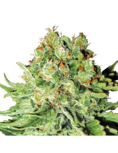 Northern Light Auto - 2
