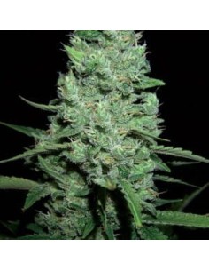AK-47 Auto - 1