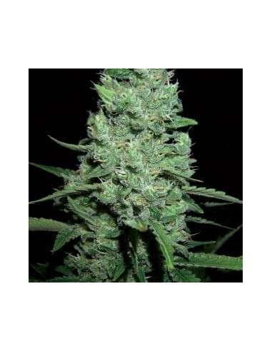 AK-47 Auto - 1