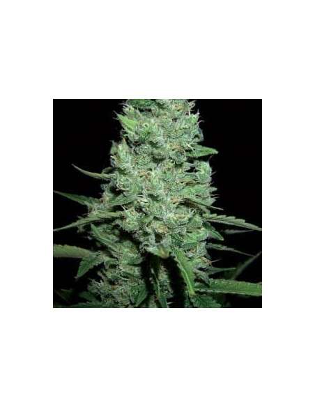 AK-47 Auto - 1