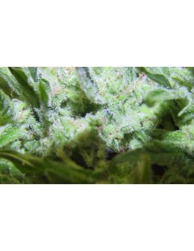 FEMALE SEEDS - ICE - 4