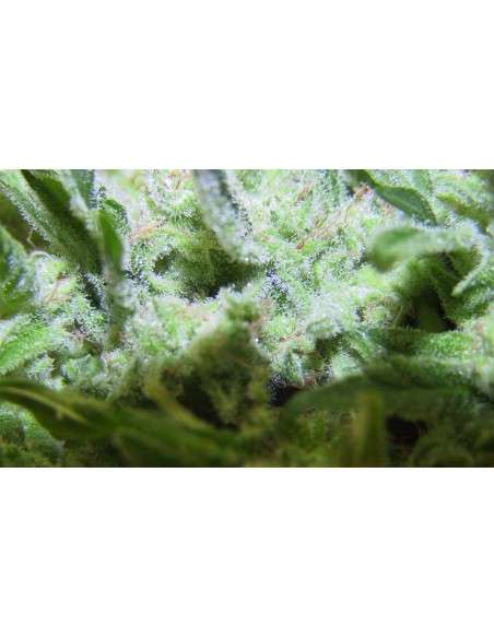 FEMALE SEEDS - ICE - 4