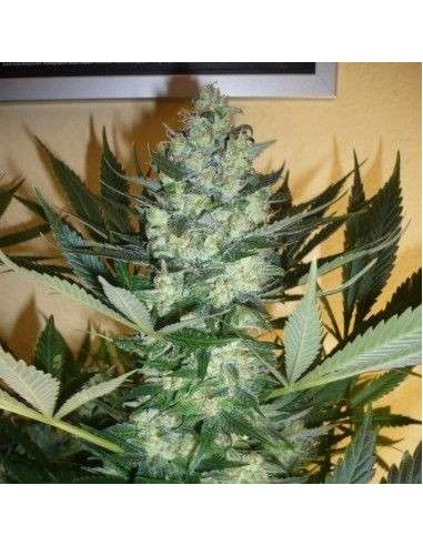 AK-47 Auto - 2
