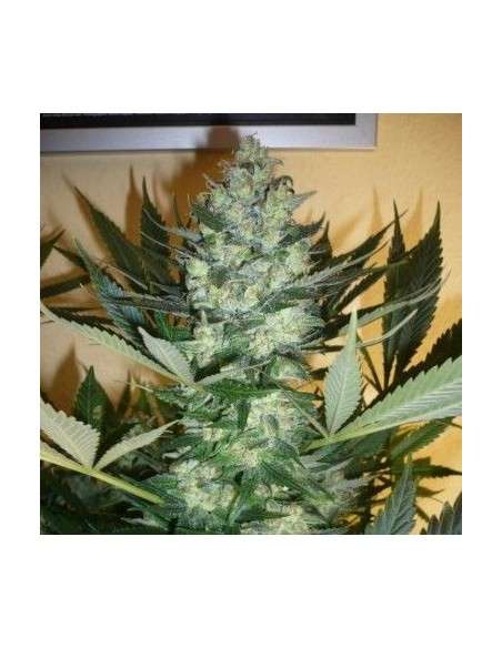 AK-47 Auto - 2