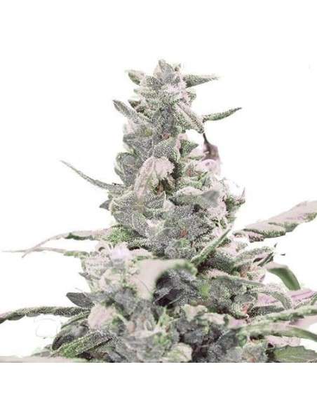 Creamatic Auto - 1