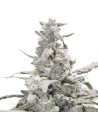 Creamatic Auto - 1