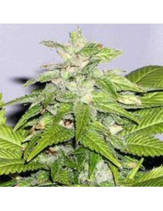 SAGARMATHA - Early Bird Skunk - 1