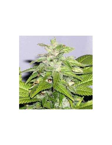 SAGARMATHA - Early Bird Skunk - 1