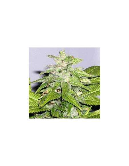SAGARMATHA - Early Bird Skunk - 1