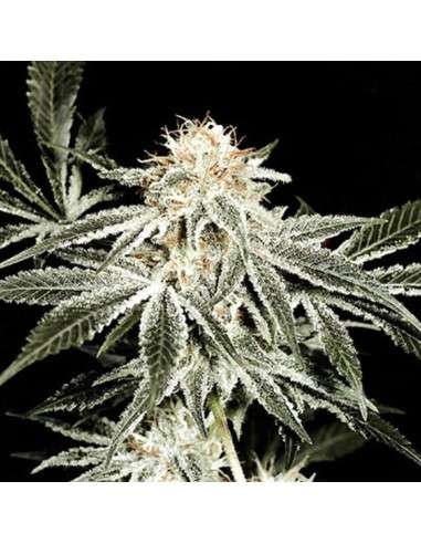 SAGARMATHA - Gardeners Choice - 1