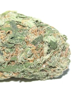 SAGARMATHA - Hawaiian Punch - 1