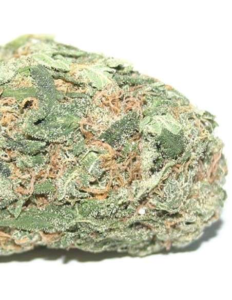 SAGARMATHA - Hawaiian Punch - 1