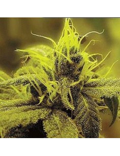 SAGARMATHA - Honolulu Haze - 1