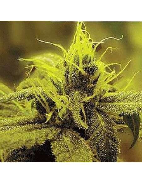 SAGARMATHA - Honolulu Haze - 1