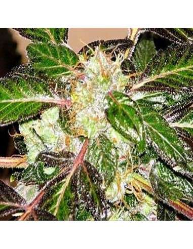 SAGARMATHA - Indica XXL - 1