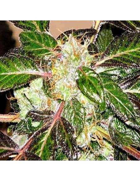 SAGARMATHA - Indica XXL - 1
