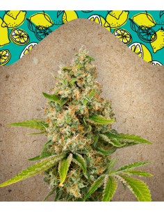 FEMALE SEEDS - Lemon Kush - 1