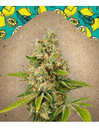 FEMALE SEEDS - Lemon Kush - 1