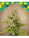 FEMALE SEEDS - Lemon Kush - 1