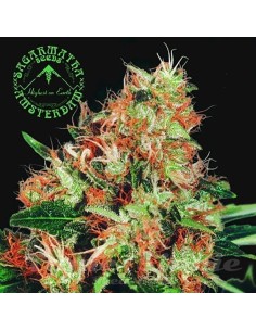 SAGARMATHA - Mangolian Indica - 1