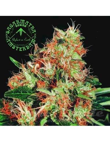 SAGARMATHA - Mangolian Indica - 1