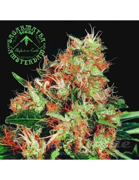 SAGARMATHA - Mangolian Indica - 1