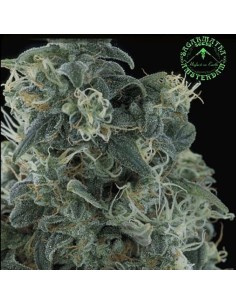 SAGARMATHA - Matanuska Mint - 1