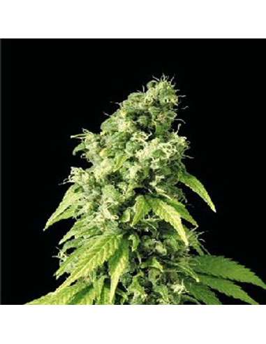 SAGARMATHA - Northern Lights 9 - 1