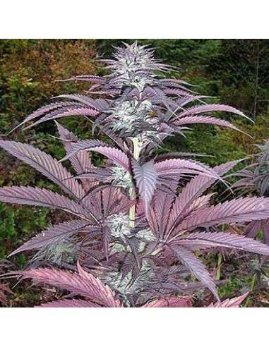 SAGARMATHA - Purple Pinecone - 1