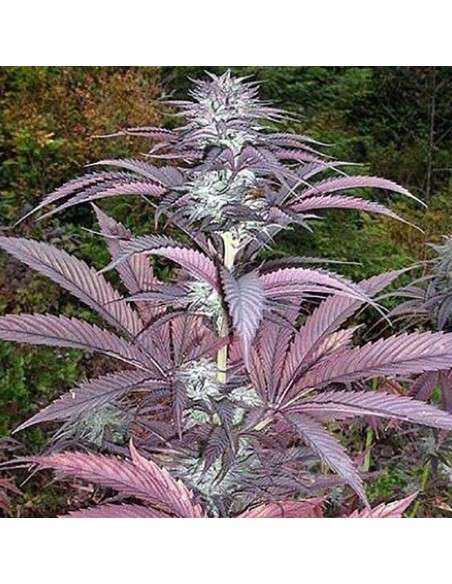 SAGARMATHA - Purple Pinecone - 1
