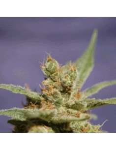SAGARMATHA - Rhode Island Skunk - 1