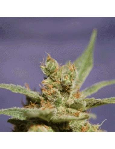 SAGARMATHA - Rhode Island Skunk - 1