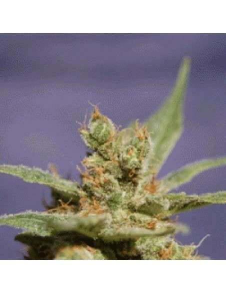 SAGARMATHA - Rhode Island Skunk - 1