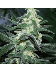SAGARMATHA - Silver Bullet - 1