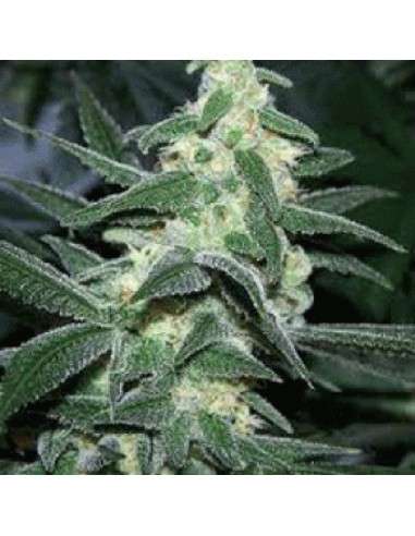 SAGARMATHA - Silver Bullet - 1