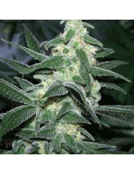 SAGARMATHA - Silver Bullet - 1