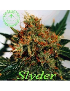 SAGARMATHA - Slyder - 1