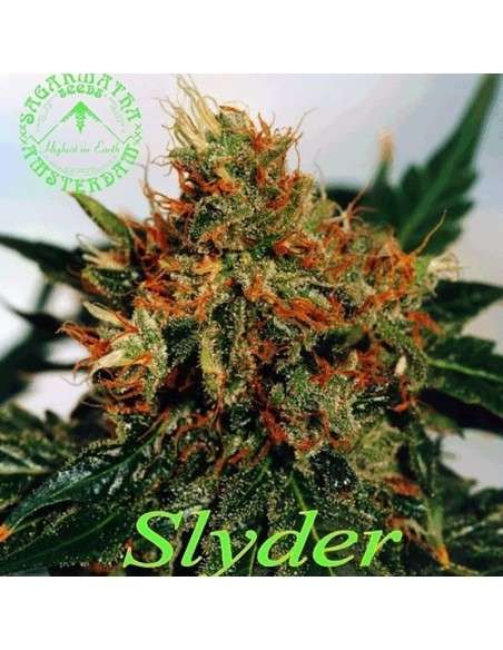 SAGARMATHA - Slyder - 1