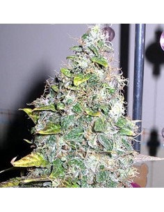 SAGARMATHA - Smurfberry - 1