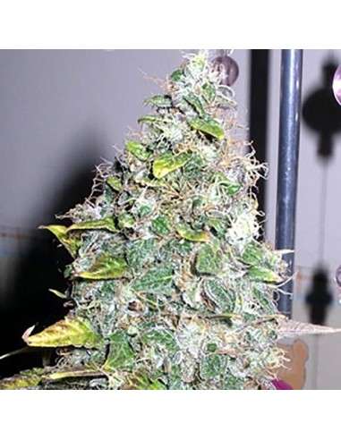 SAGARMATHA - Smurfberry - 1